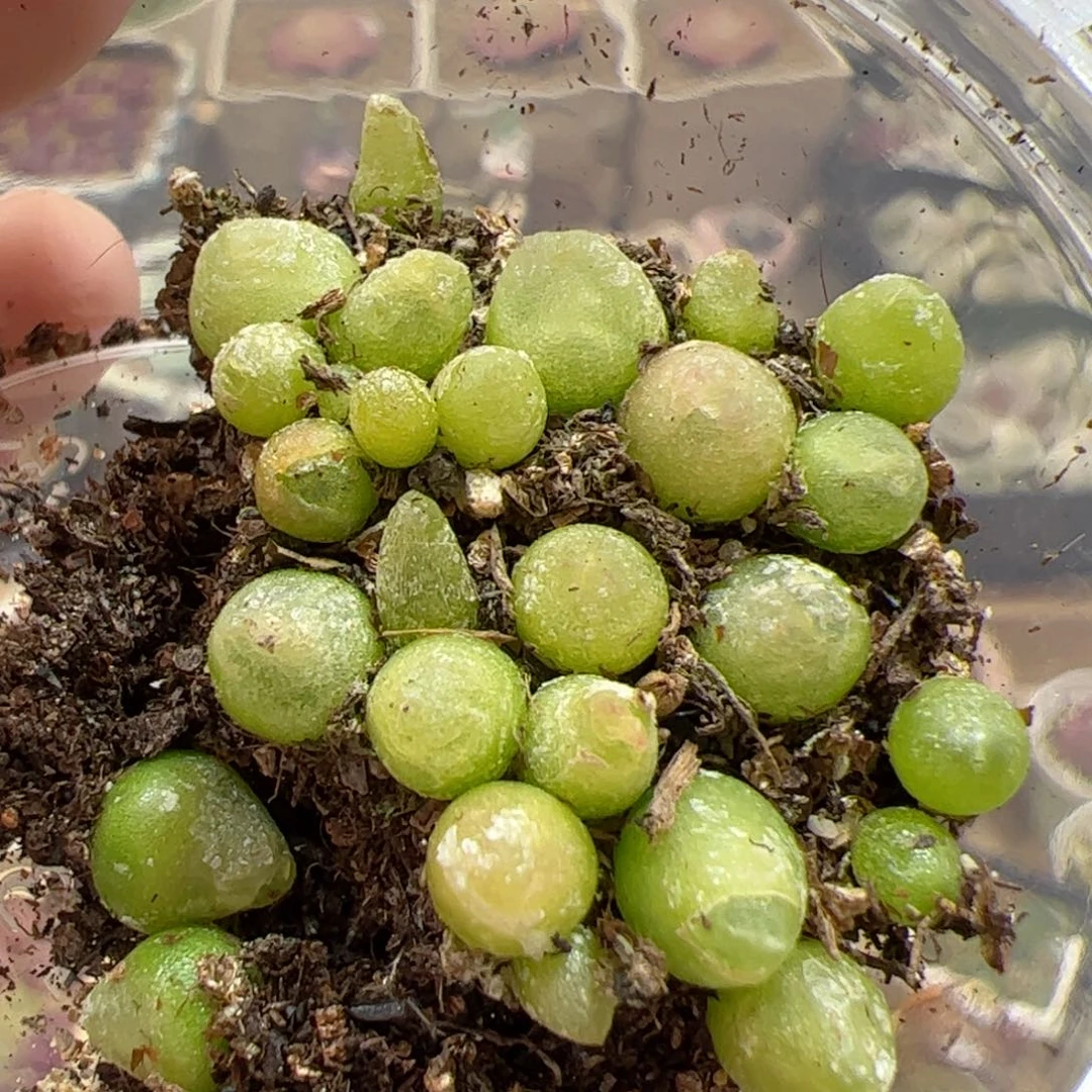 【闪购商品】349 拉登