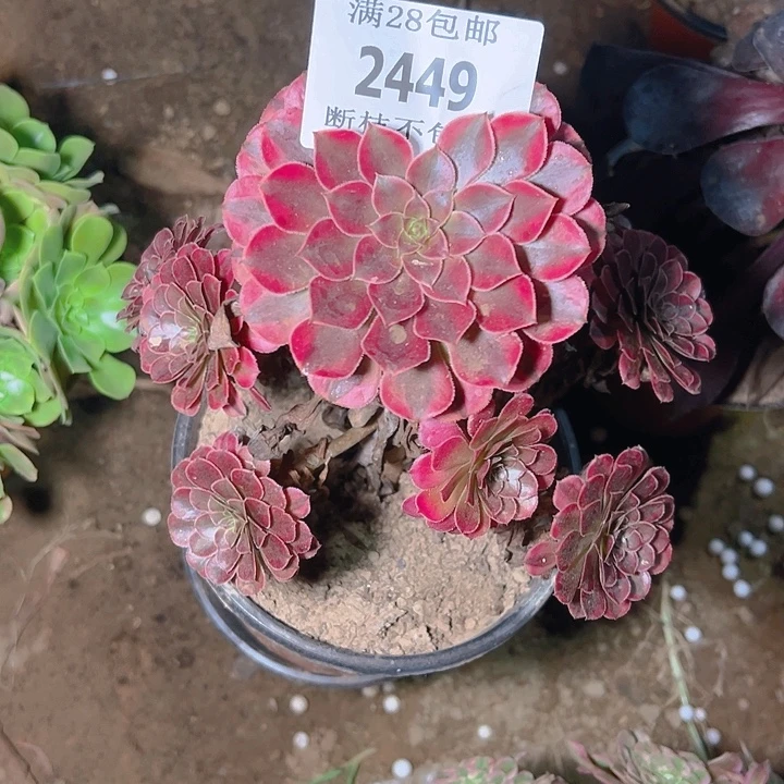 2449黑同白多肉植物
