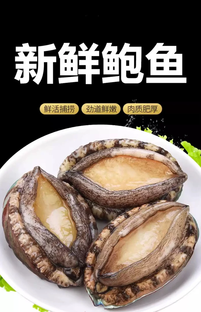 6头/斤 海捕大鲍鱼 当天鲜活液氮活冻