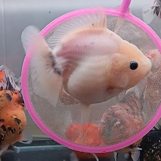 海水鱼精品泰狮观赏金鱼