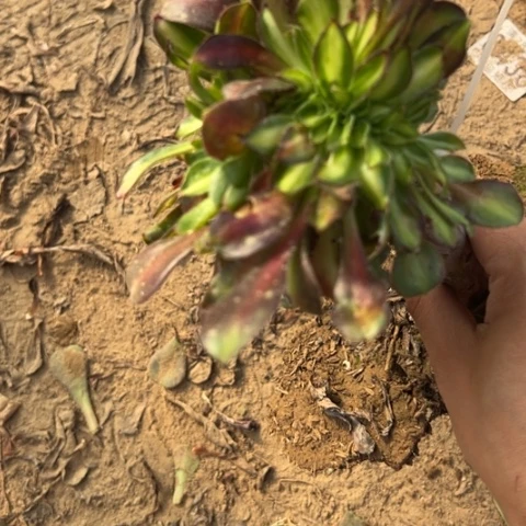爱马仕中斑缀多肉植物法师6453