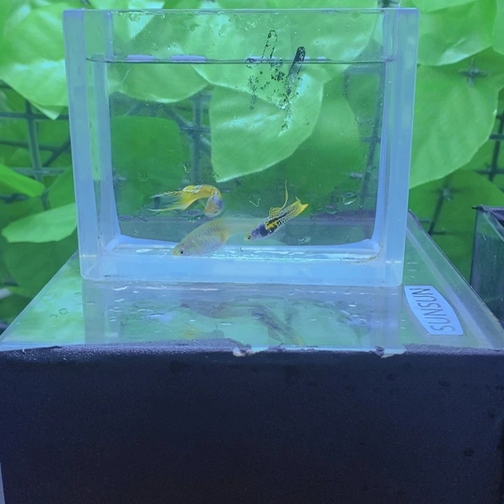 孔雀鱼赛季茅尾繁殖组