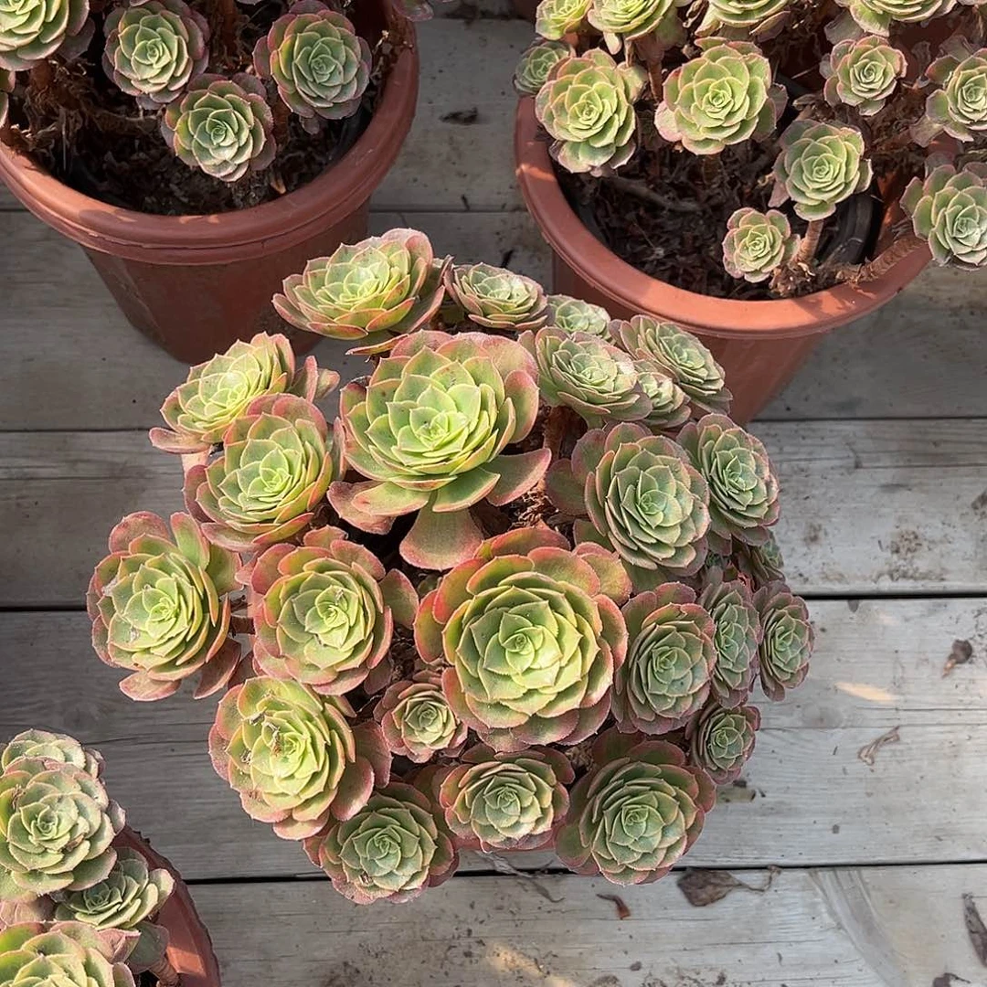 火狐小朵朵hhhhhhhhhhh