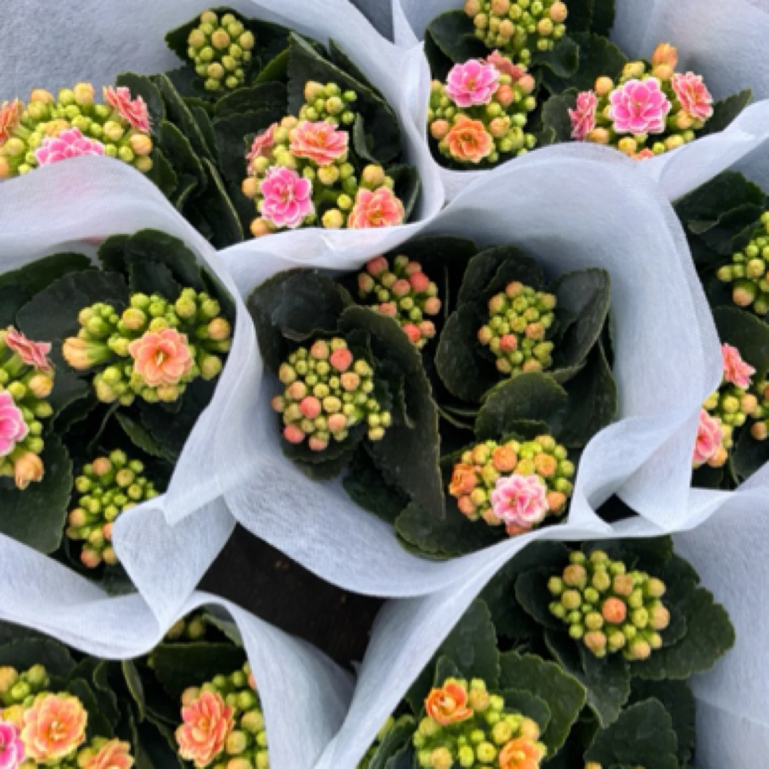 【满满一箱】五盆五色【长寿花】花期长养护简单