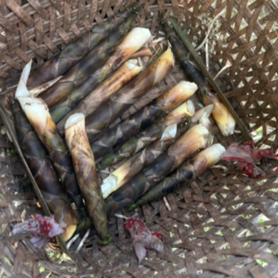 【狂人老邓专属】现挖雷笋甘甜脆嫩鲜春笋现切去老根包邮