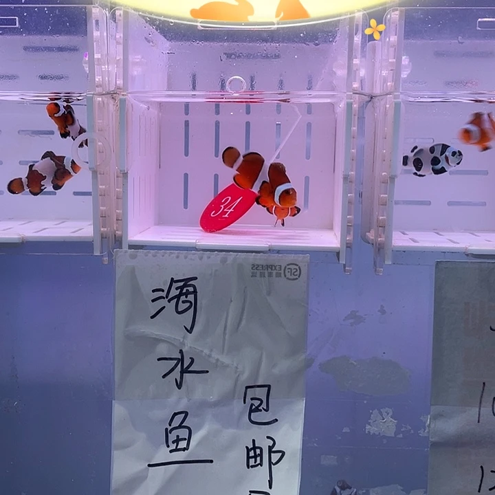 海水鱼精品黑边公子