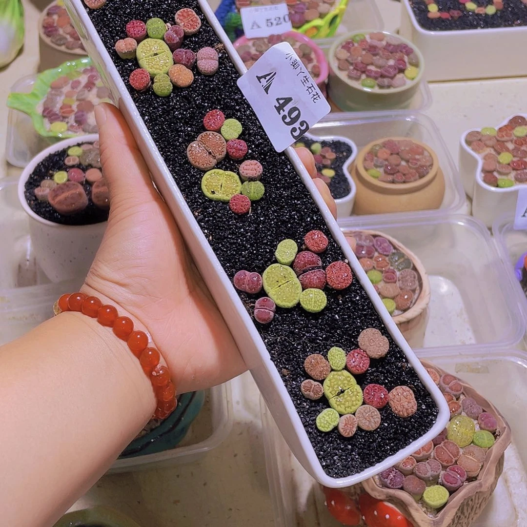 505生石花生石花生石花