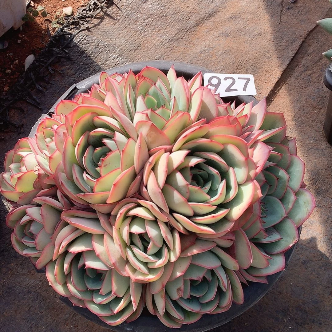 927牡丹亭一物一拍多肉