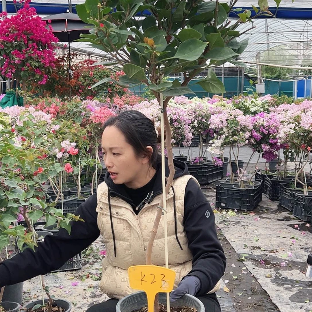 碎***_大部分花苞少量开放K23不甜