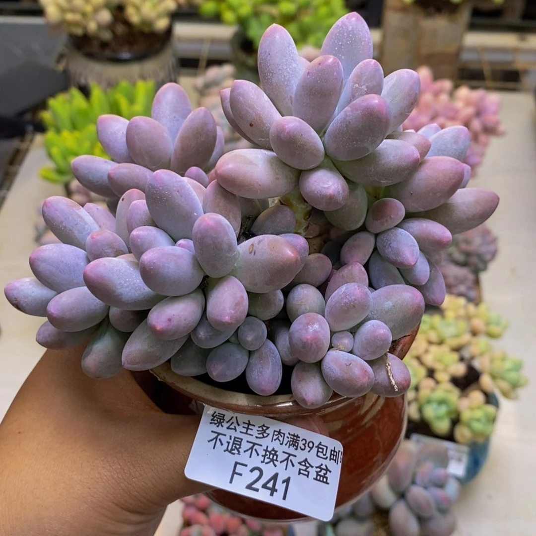 241丸叶香水手指奶多肉8cm