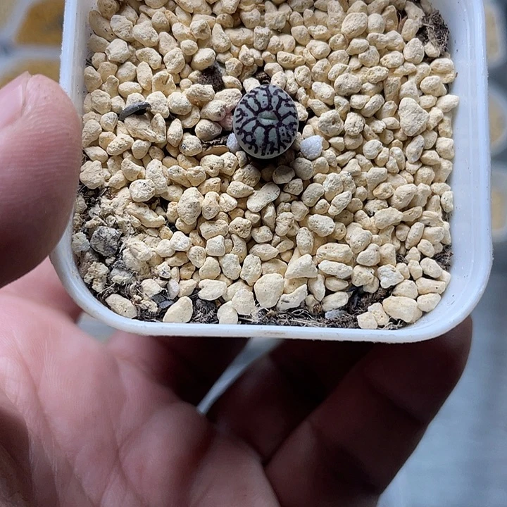 彦****急啊人员中包括267