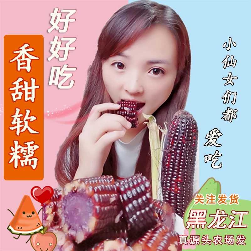 新25年头茬5-6斤】源头东北黑糯玉米甜糯玉米棒无添加早餐真空熟