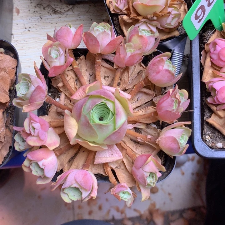 一物一拍星辰油画137