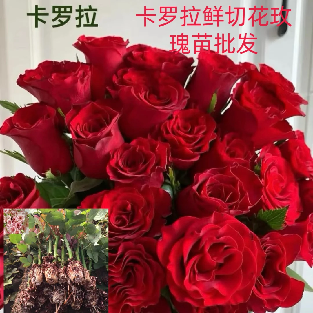 切花玫瑰苗卡罗拉高原红批发基地直发根系发达好养易活