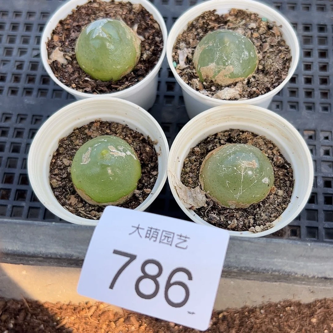 量拍以下1颗大灯泡带盆土发微瑕。 786