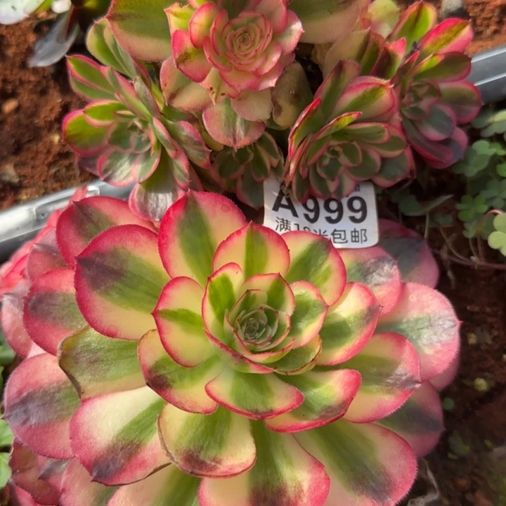 多肉法师淘宝福利