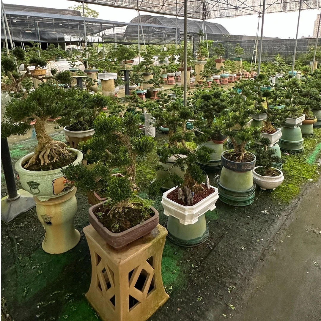 广东黄杨茶台阳台庭院好看好养四季常青