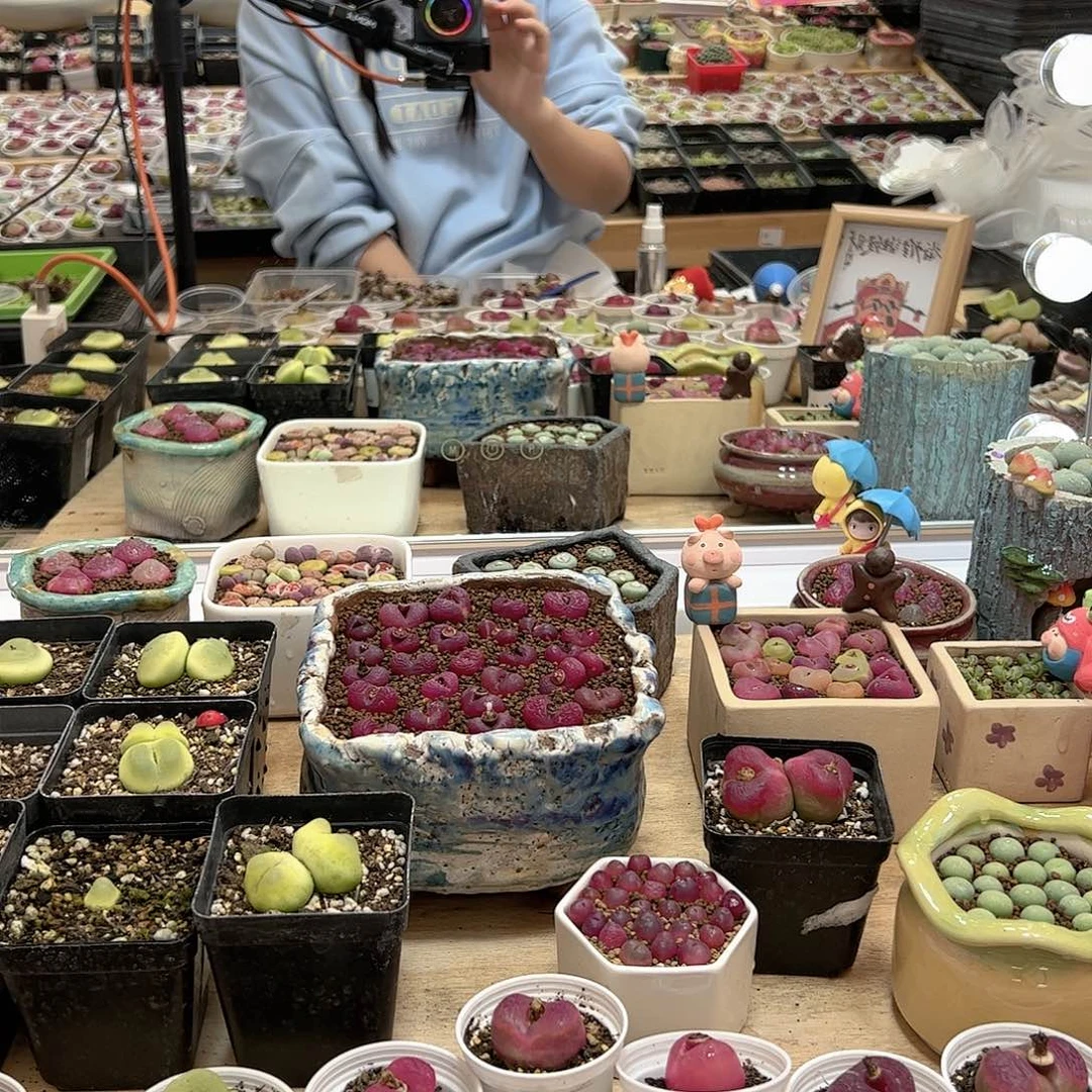 【闪购商品】文*50元待挖