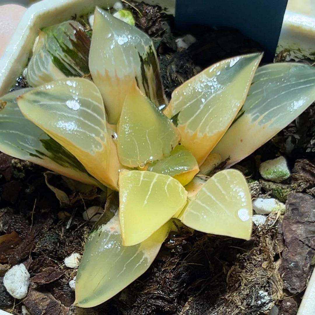 恭喜发财大吉大利931