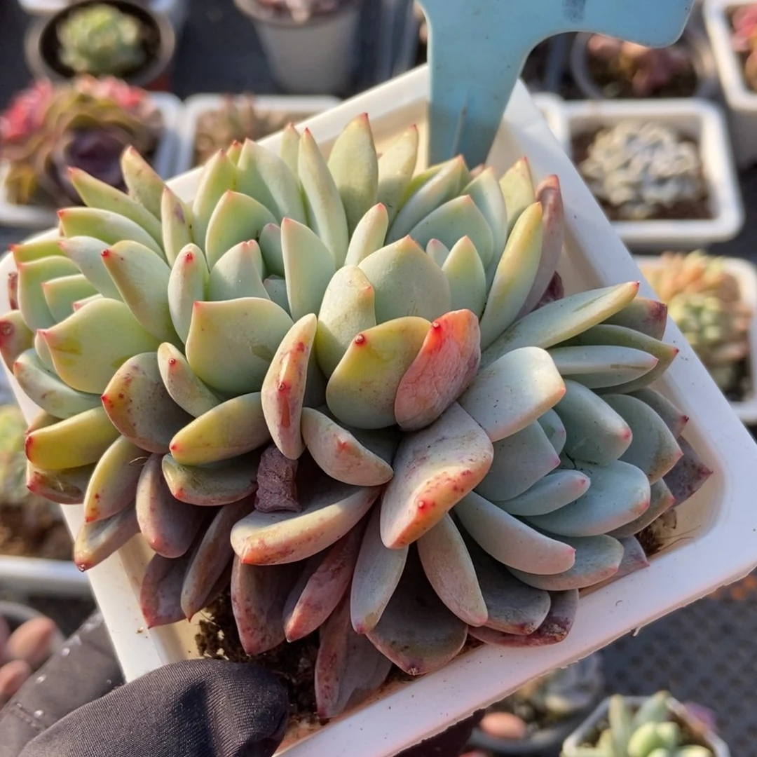 519橙子多肉植物保护