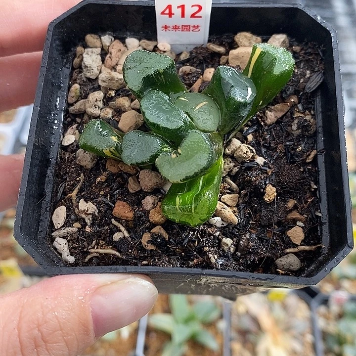 412大明湖万象锦一物