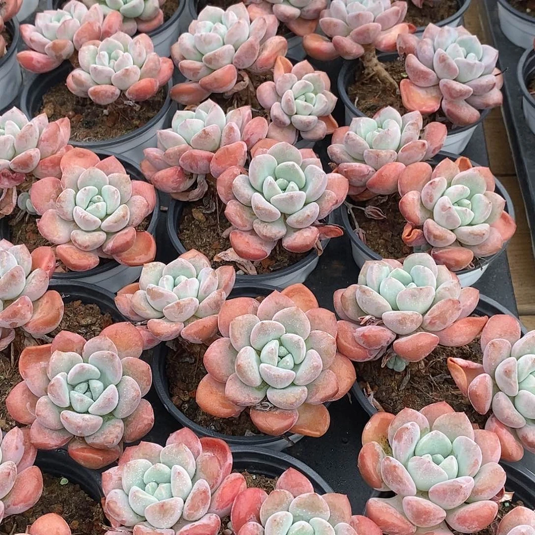 金汇园艺，白鹭老桩双头福利