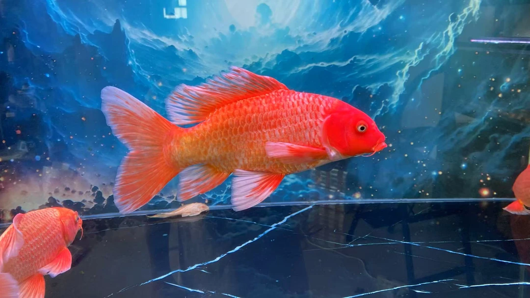 精品蝴蝶鲤红鱼白鱼亚成5-20cm好养耐活招财风水红鲤鱼