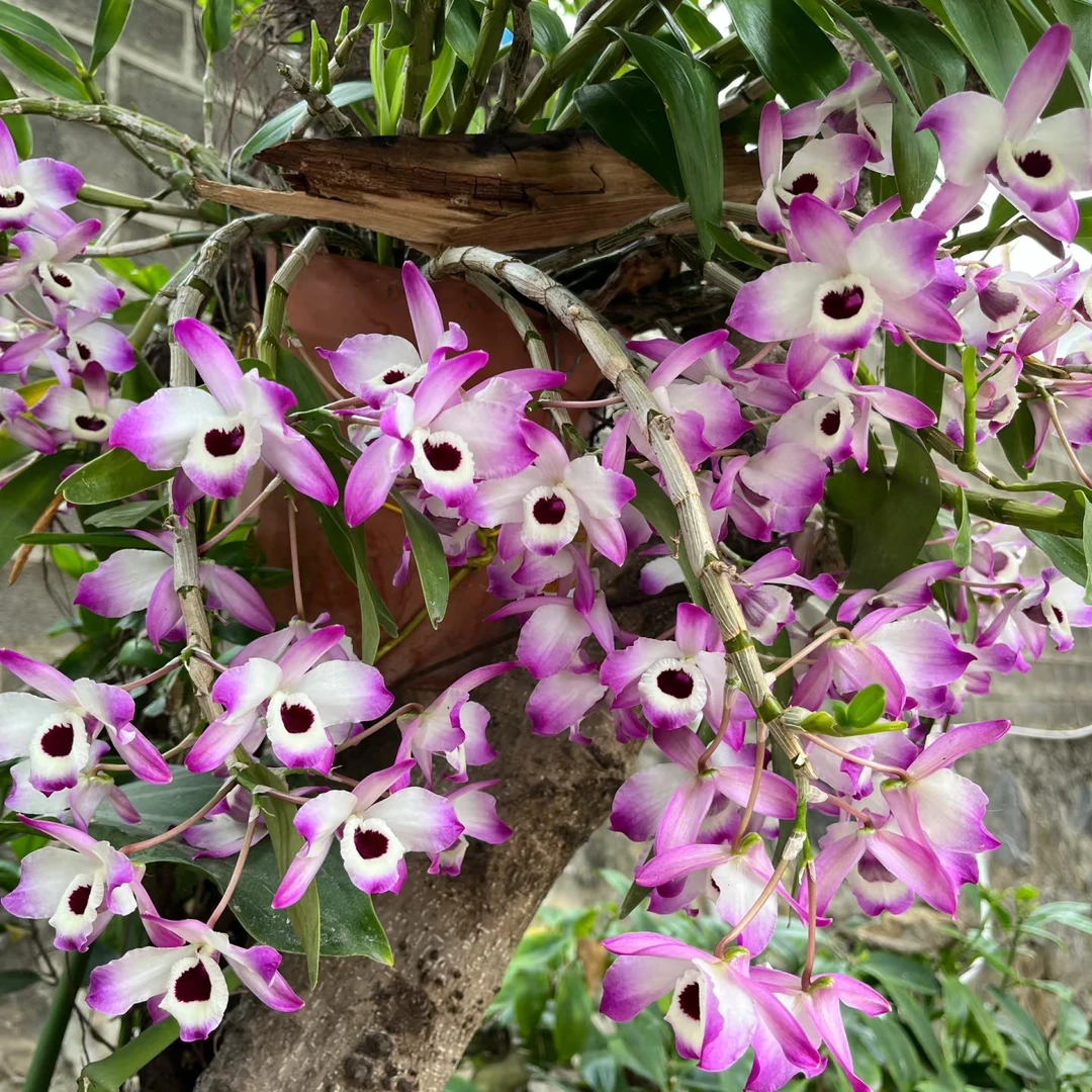 金钗石斛苗/紫粉色花卉/绿植木桩盆栽/爆花/送朋友