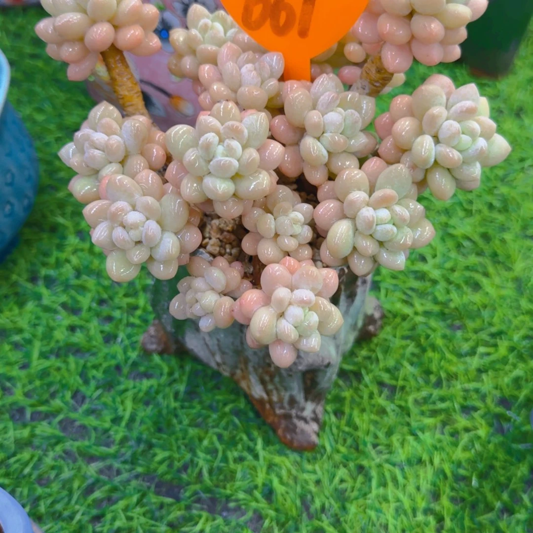 偷****仔661多肉植物一物一拍