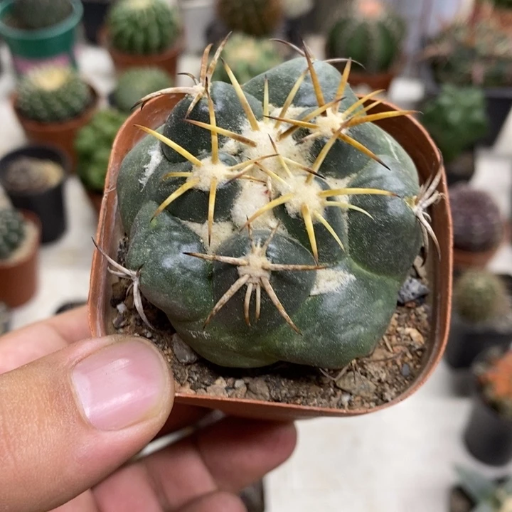实生安宅象牙特价