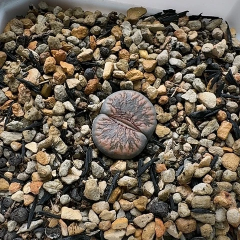 3772，朝贡玉汗血宝马带盆土发货