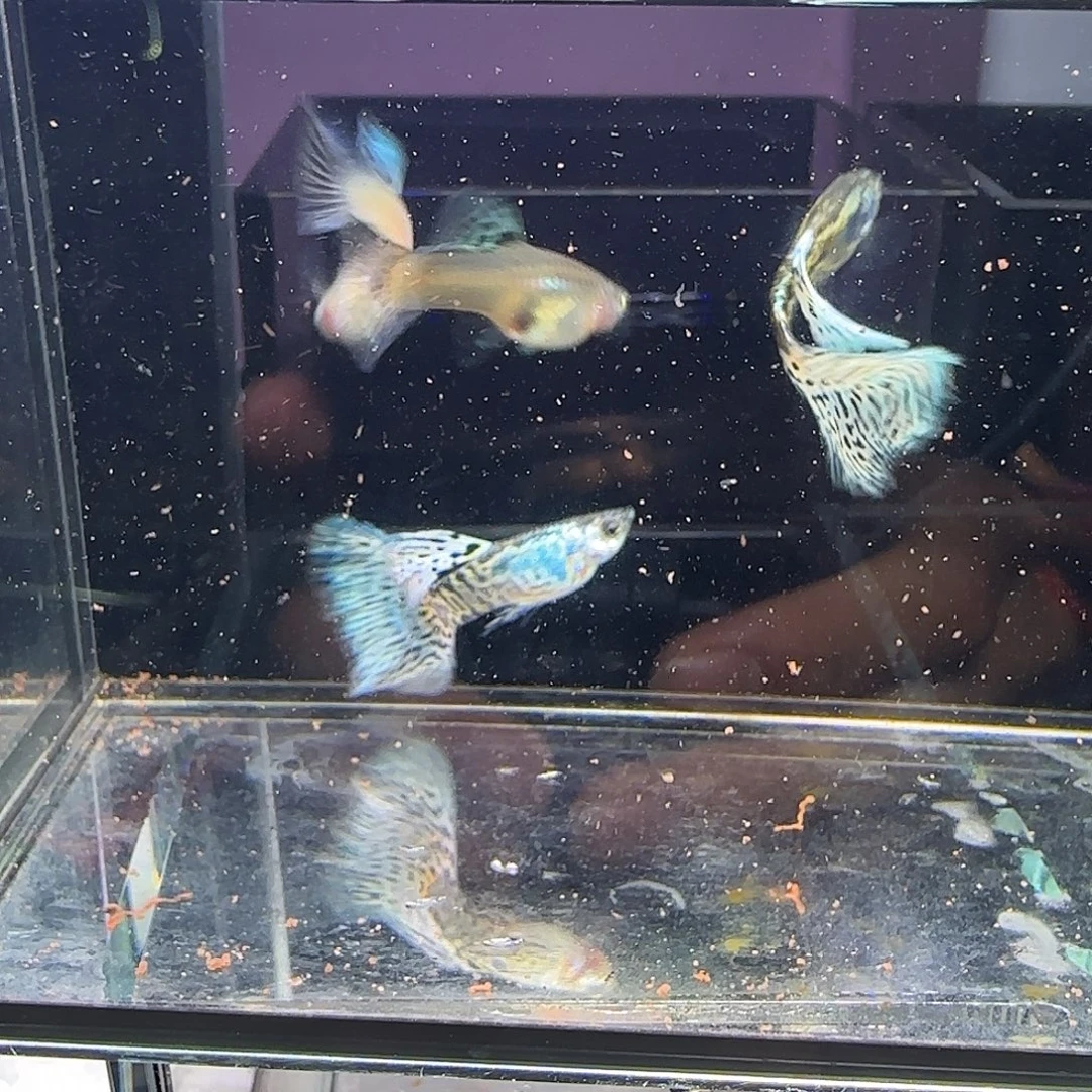 孔雀鱼银河白蛇两对