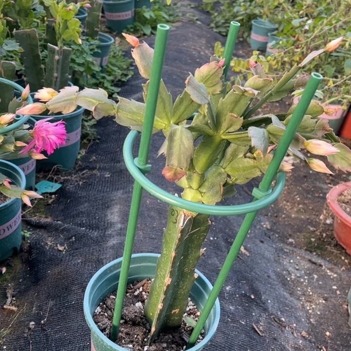 花***鱼1号038粉0000000000