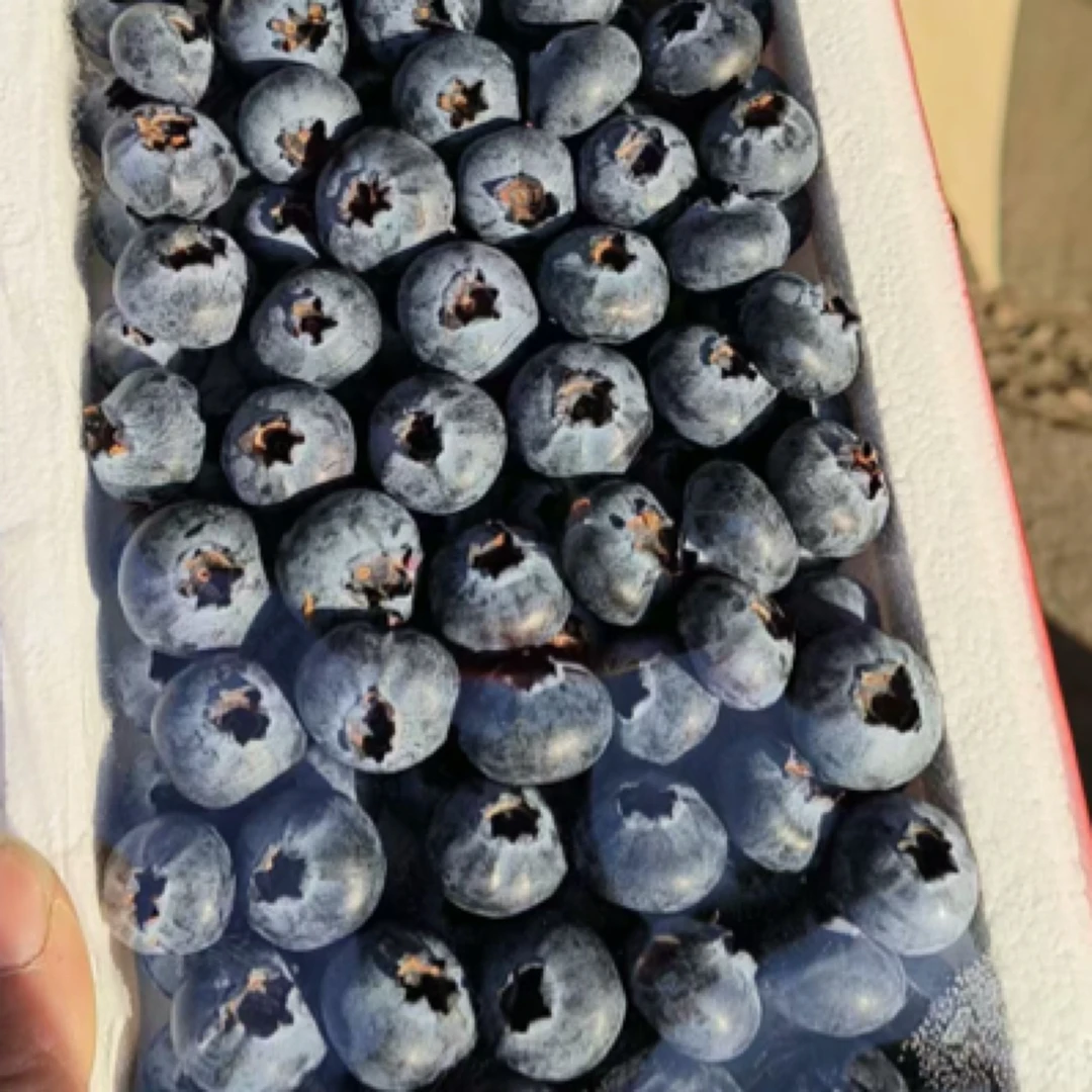 纯甜蓝莓一盒 400g装