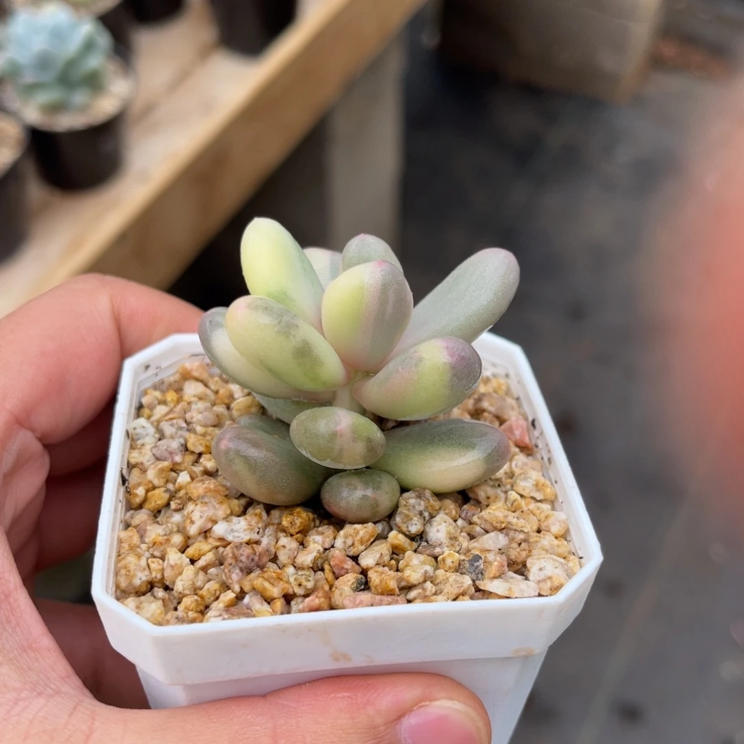 奶酪锦一物一拍不支持退换