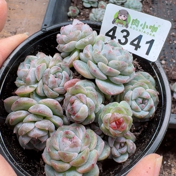 多肉植物多肉植物