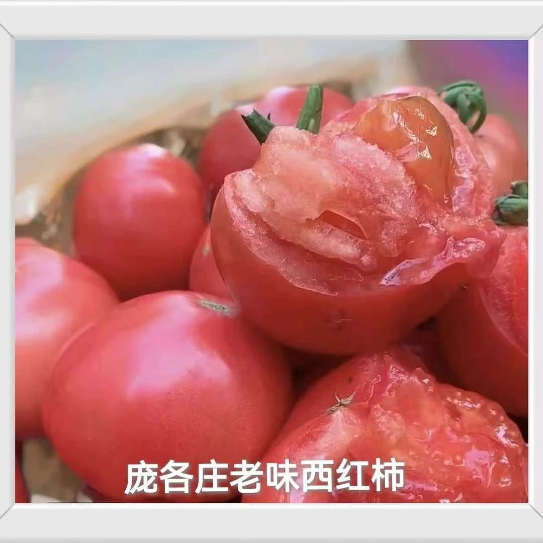 （顺丰快递）庞各庄本地老味西红柿 现摘现发 自然成熟