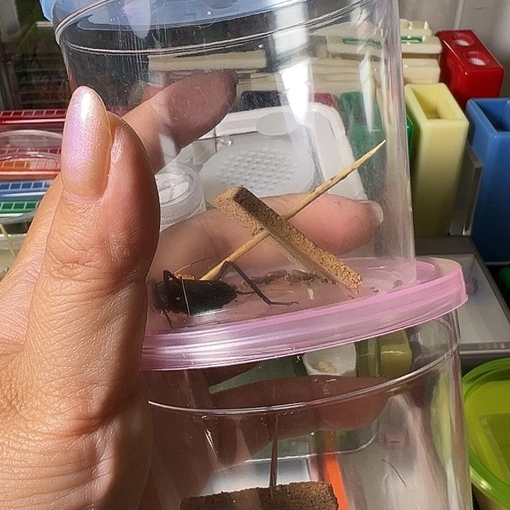 开***！蟋蟀哈哈哈哈哈哈哈哈哈哈哈