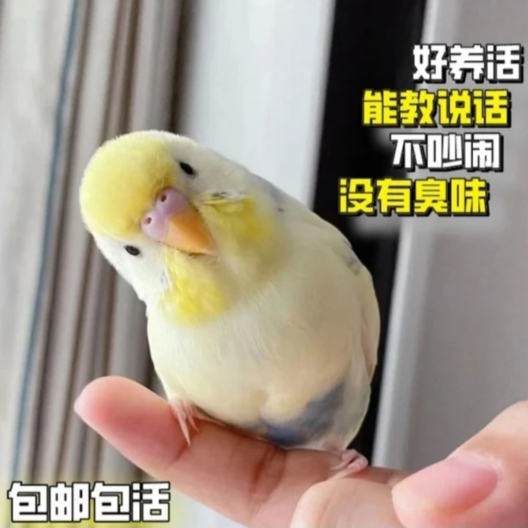 精品国血特色大头手养会说话彩色亲人宠物鸟