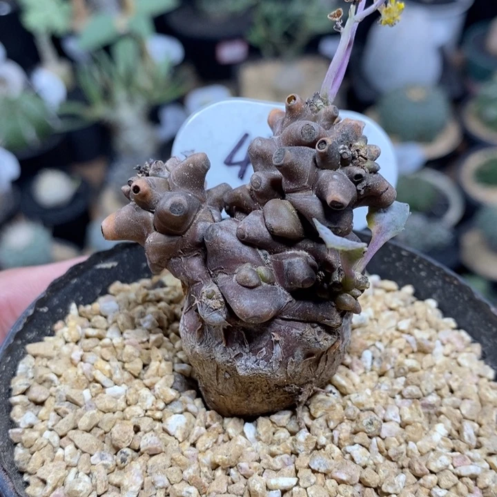 实生蛮鬼塔厚敦菊459号4.5cm