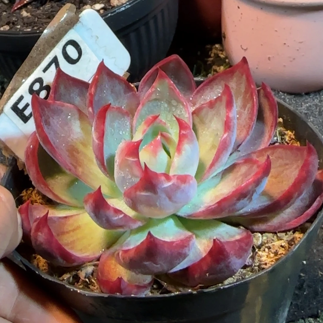 惊鸿一物一拍包装收缩花旱870