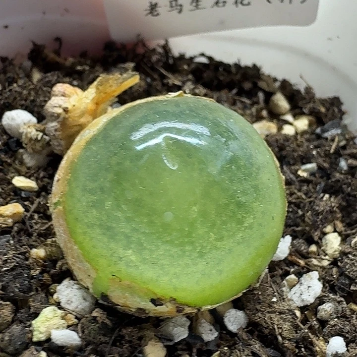 老马生石花2.5灯泡2104