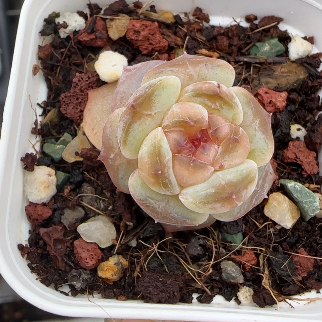 小卡拉米糖心一物一拍