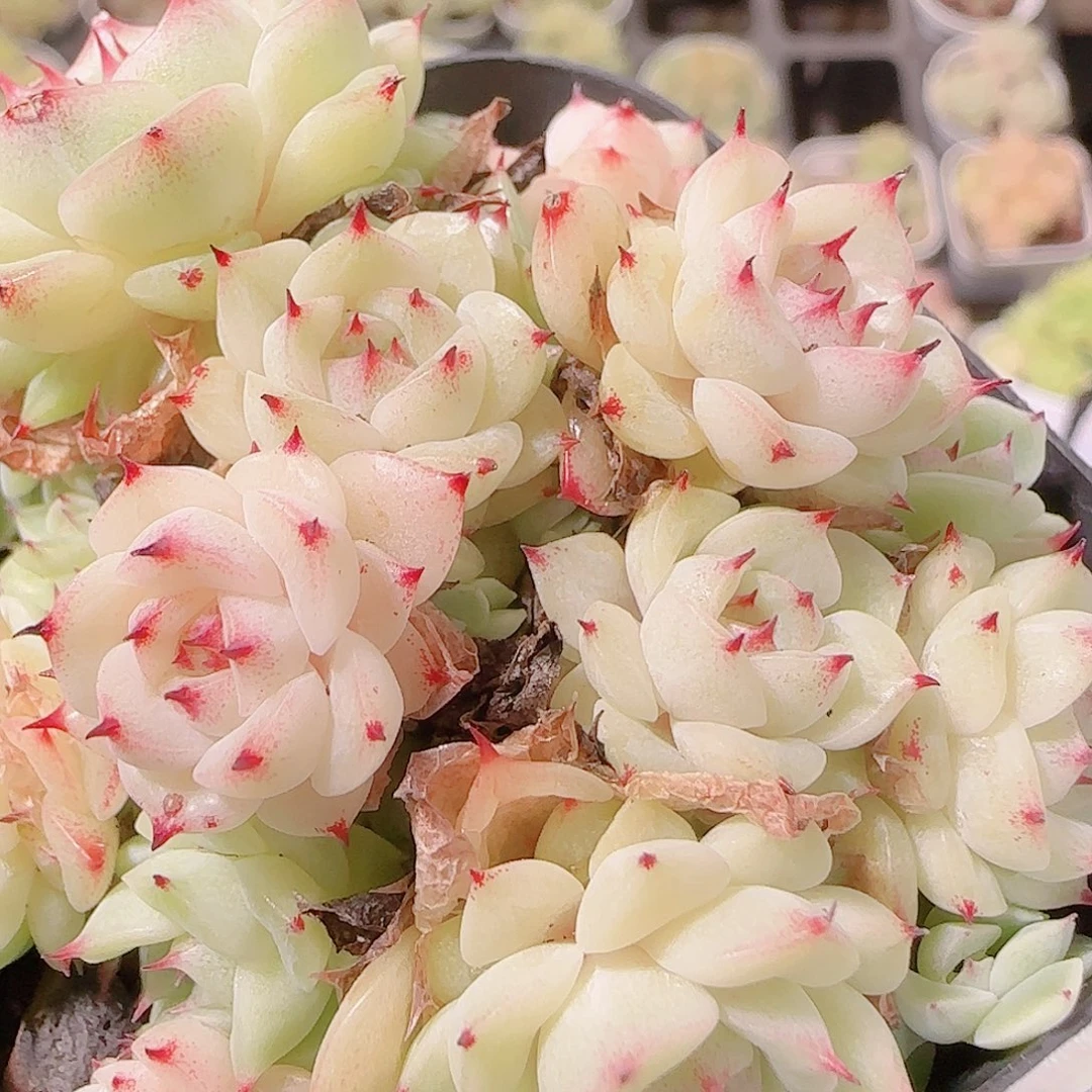 花语逸镜1125-193散