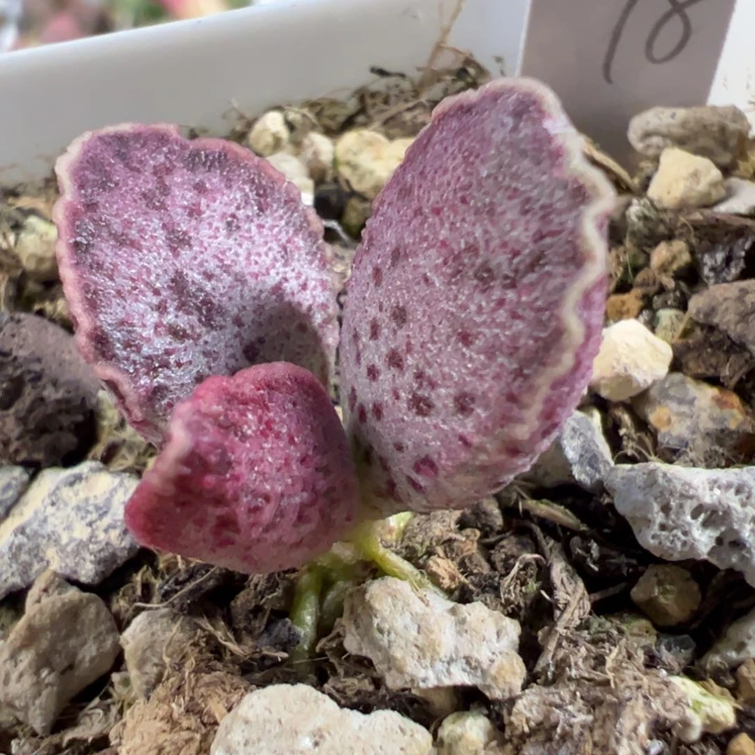 无花朵实生新品多肉植物水泡多肉植物