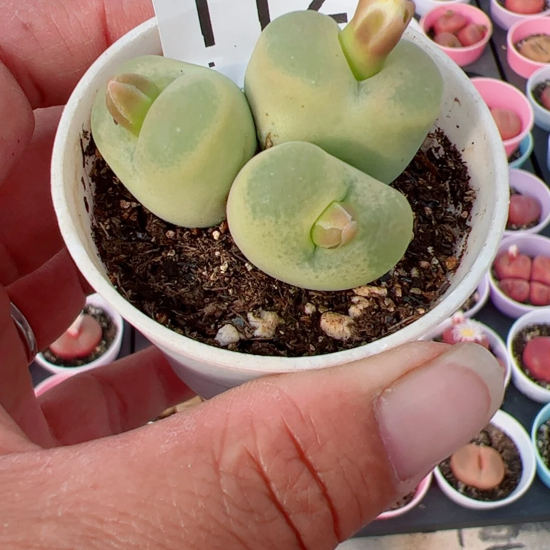 无花朵扎****子我很喜欢这个J112