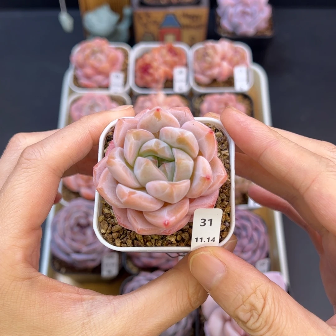 好好看31、哈哈哈哈哈
