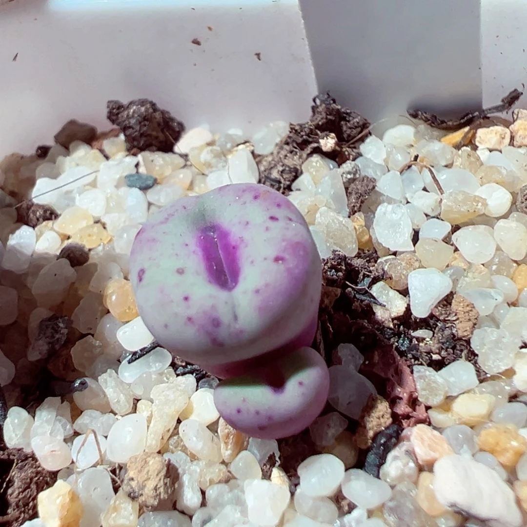 901-283多肉多肉贝特芬嘴