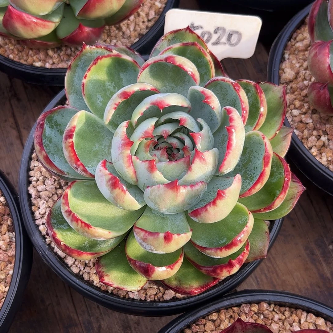 苏***嘛惊鸿仙子一物一拍5020号