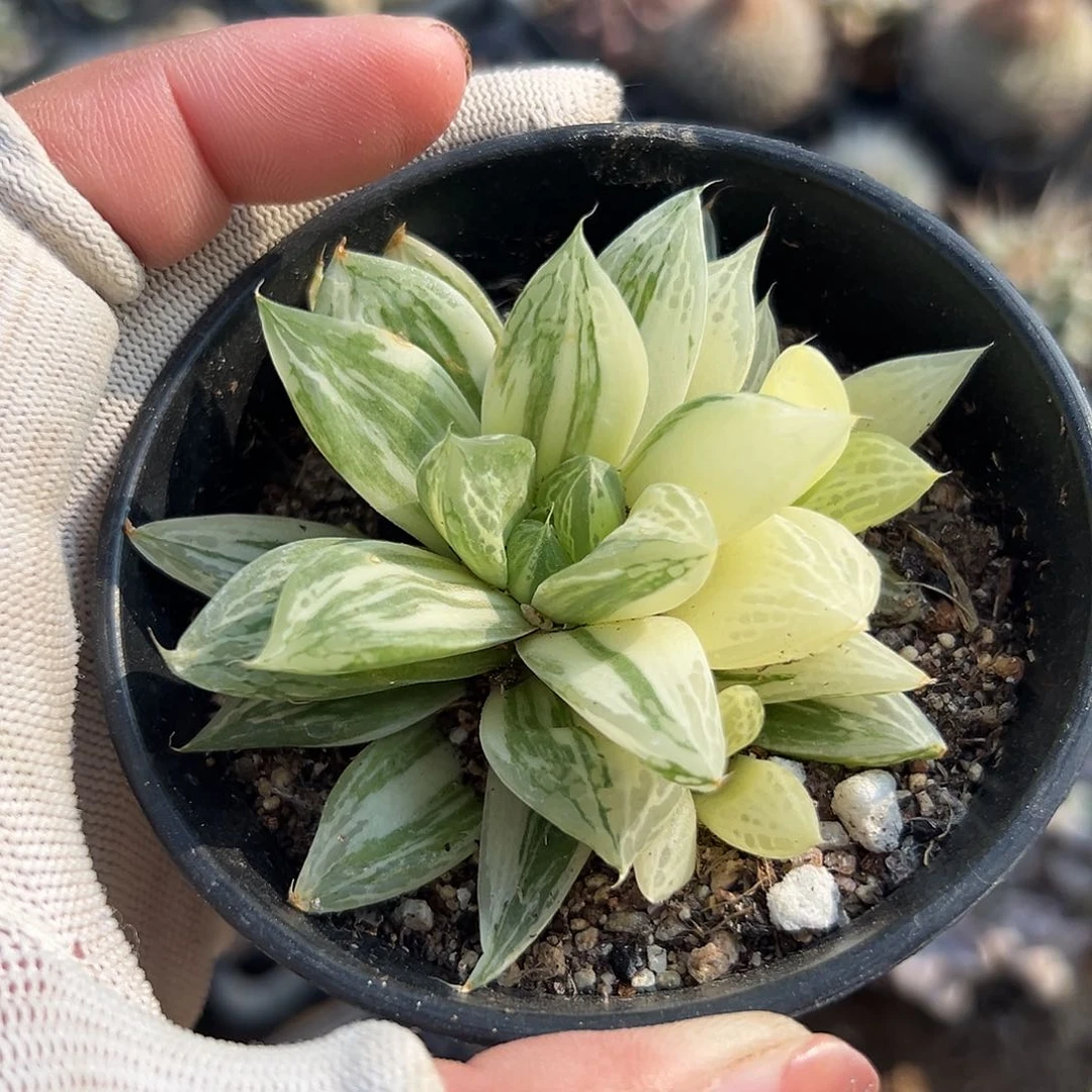 多肉植物宝草锦群